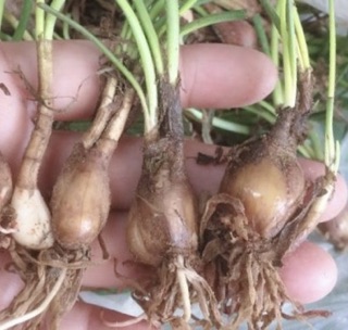 Củ huệ mưa tóc tiên có rễ 10 củ