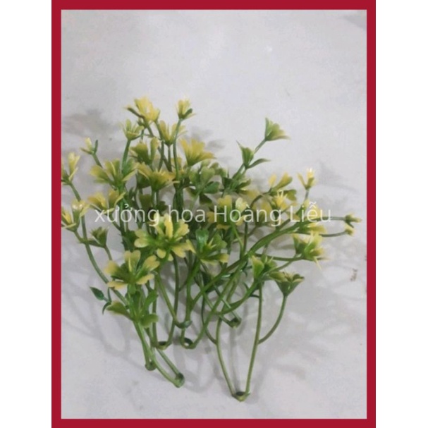 Combo 100gr Cỏ Điểm Cân, cỏ điểm trang trí.