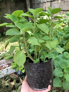Chậu 10 cây húng chanh ( tần bì dày lá)