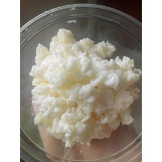 Nấm sữa chua kefir