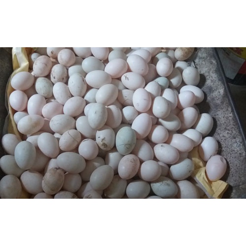 Trứng Gà Ta, Trứng Gà CN, Trứng Vịt Ngon Giá Rẻ Tân Phú 10 Trứng