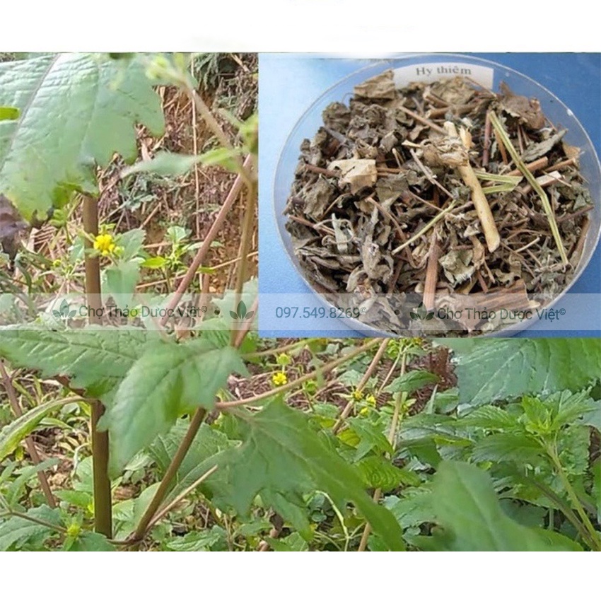 Hy thiêm thảo khô 500g (Cây hy thiêm) - Chợ Thảo Dược Việt
