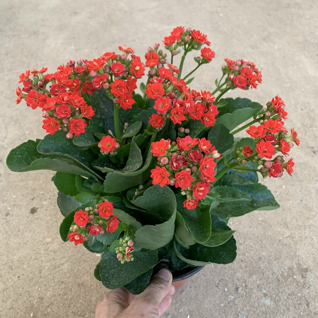 Cây hoa sống đời, hoa bỏng cao 20cm, cây hoa cảnh nở rực rỡ siêu hoa, trồng để bàn, ban công và sân vườn