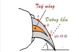 Bộ kìm cắt móng chó( kèm dũa )và hướng dẫn