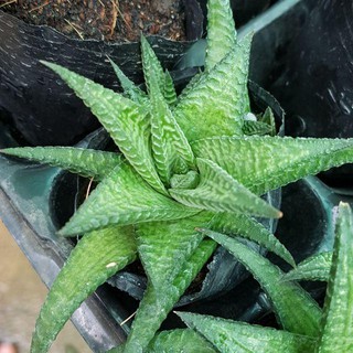Sen Đá Móng Rồng Xoáy