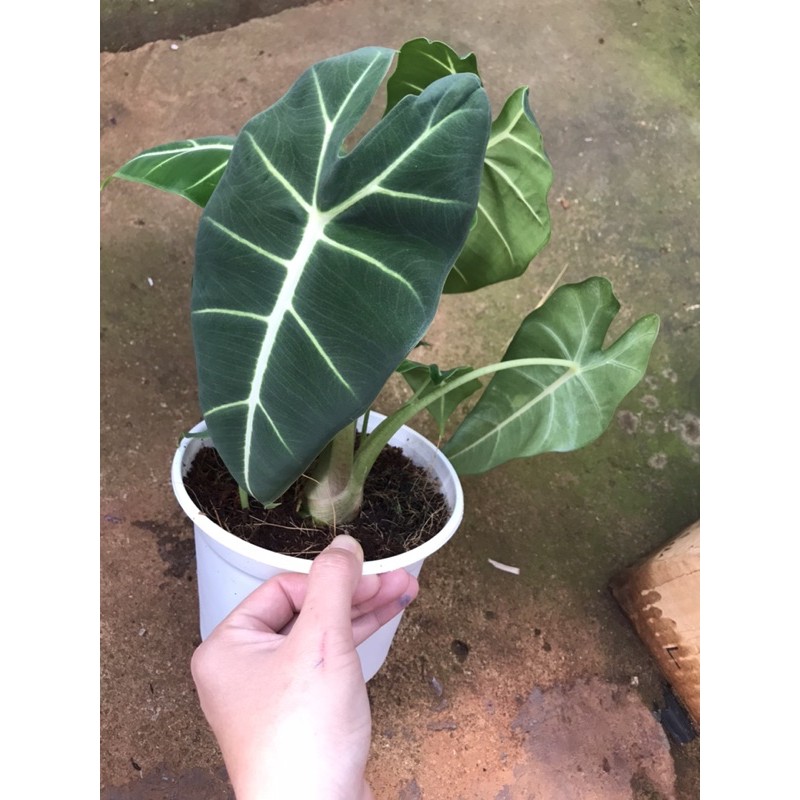 Chậu cứng Môn nhung - Alocasia Frydek