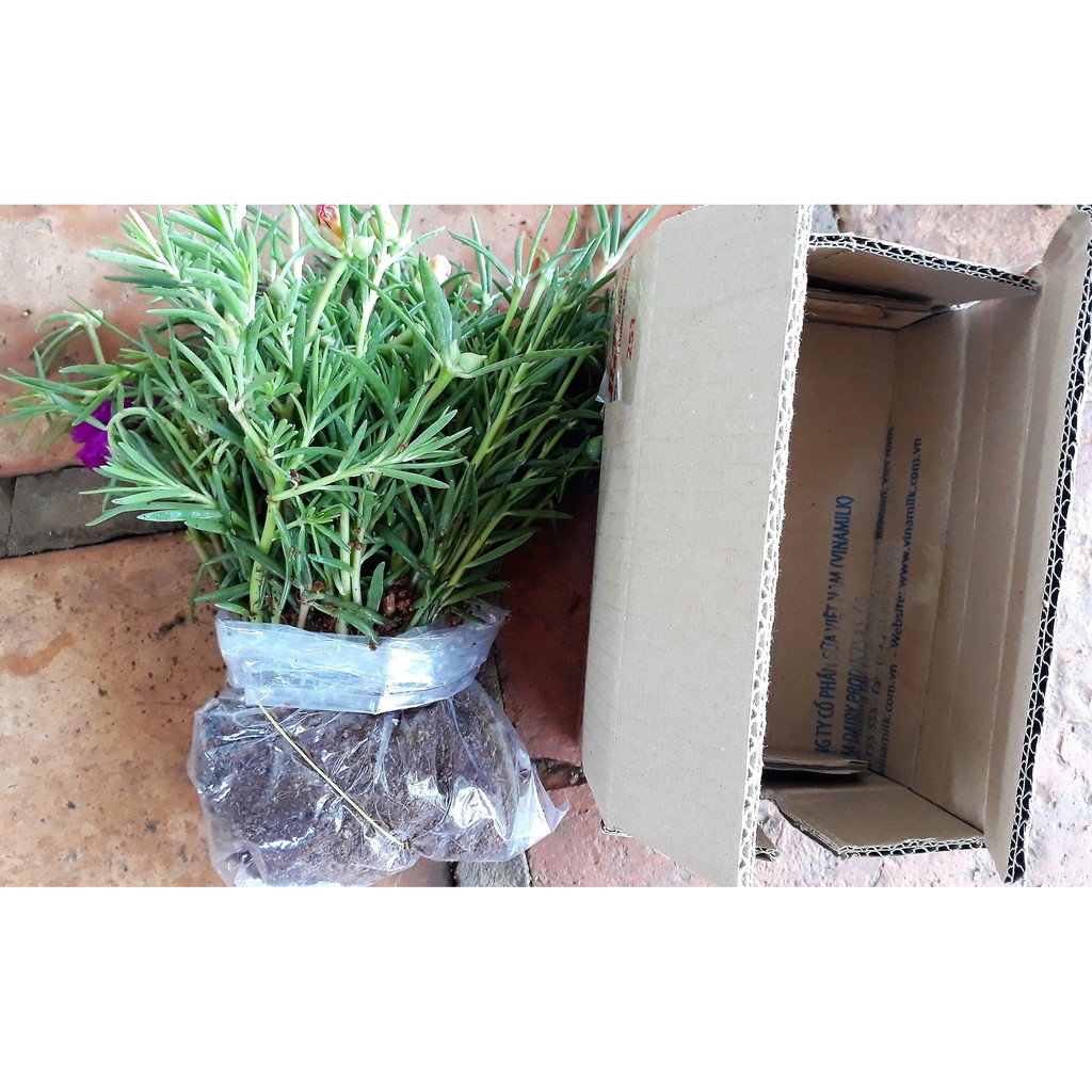 Thùng 3 bó Hoa 10 gio Thai, gia re chi #70k, 1 bo 50 cay, đủ 6/10 màu riêng biệt khi gửi