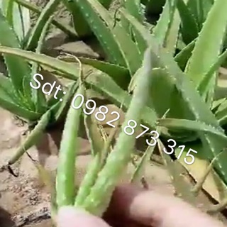 Nha đam/ lô hội 50k/10  cây