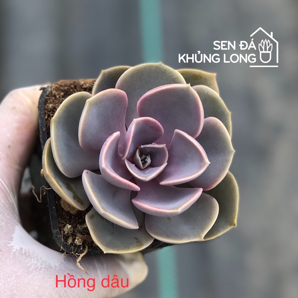 sen đá Hồng Dâu - echeveria purple