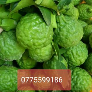 Cây chúc hay còn gọi chanh não người cao 50cm