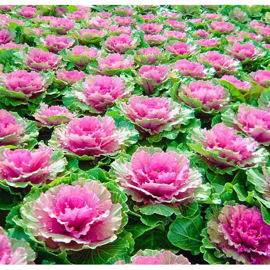 Bán buôn Hạt giống Hoa Bắp Cải (Brassica Oleracea) tặng 1 phân bón bao đẹp