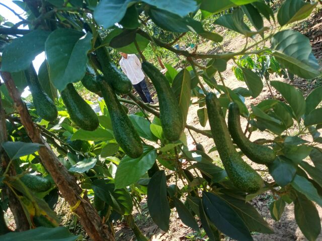 2kg Bơ 034 nhà trồng Lâm Đồng