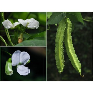 Hạt giống đậu rồng (cây mướp khế)