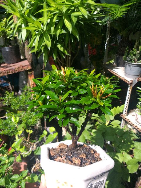 Hoa Trang bonsai mini