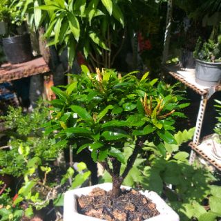 Hoa Trang bonsai mini