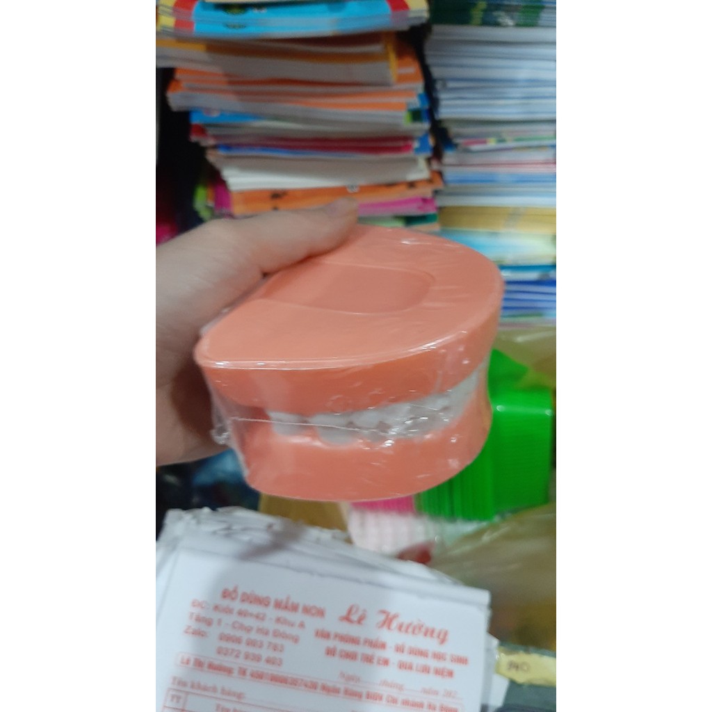 Mô hình hàm răng nhựa pvc