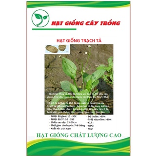Hạt giống trạch tả ct202 - gói 50 hạt