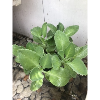 Cây Sống Đời (Mẹ Nghìn Con)