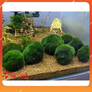 Rêu Moss Ball loại cây thủy sinh dùng trang trí hồ tuyệt đẹp