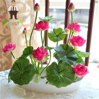 Hạt giống sen nhật mini mix (5 hạt)