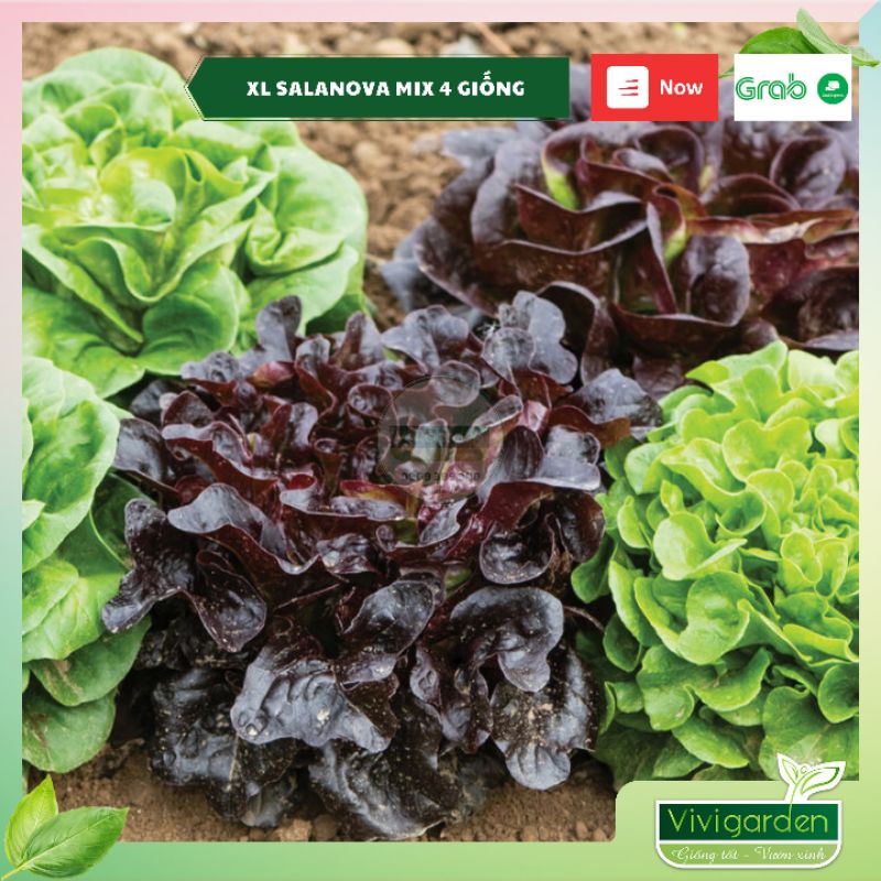 Combo 50 hạt giống xà lách bọc men cao cấp Salanova Johnny Seeds Mỹ siêu ngon giòn ngọt và đẹp
