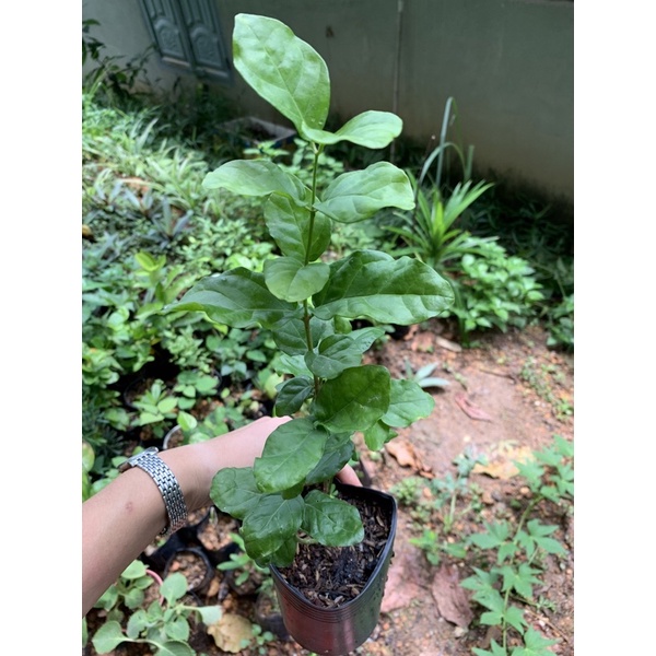 Cây giống hoa nhài kép  hoa thơm phức
