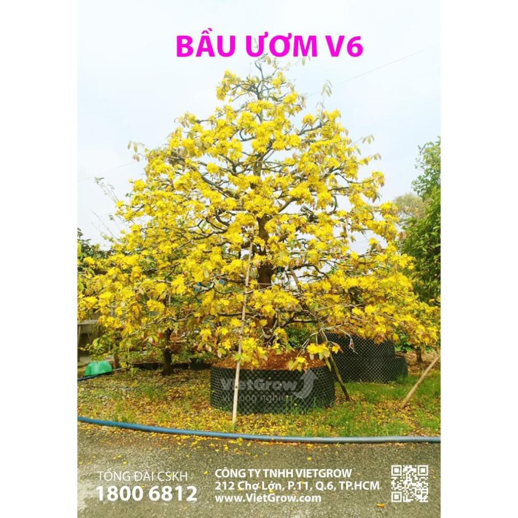 (Cao 50cm) Bầu ươm v6 (cắt tấm dài theo số lượng đặt, có sẵn ốc vít)