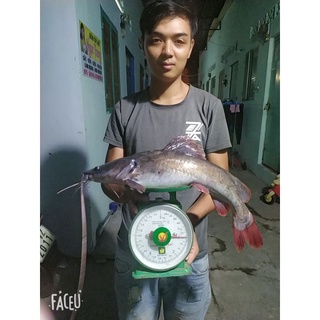 Cám Chuyên Chép Khó Đỡ