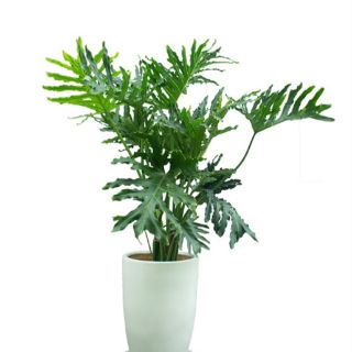 Cây Trầu Bà Thanh Xuân (cây thật)