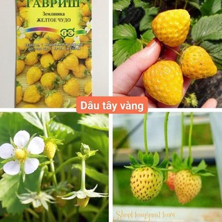Hạt giống dâu tây vàng