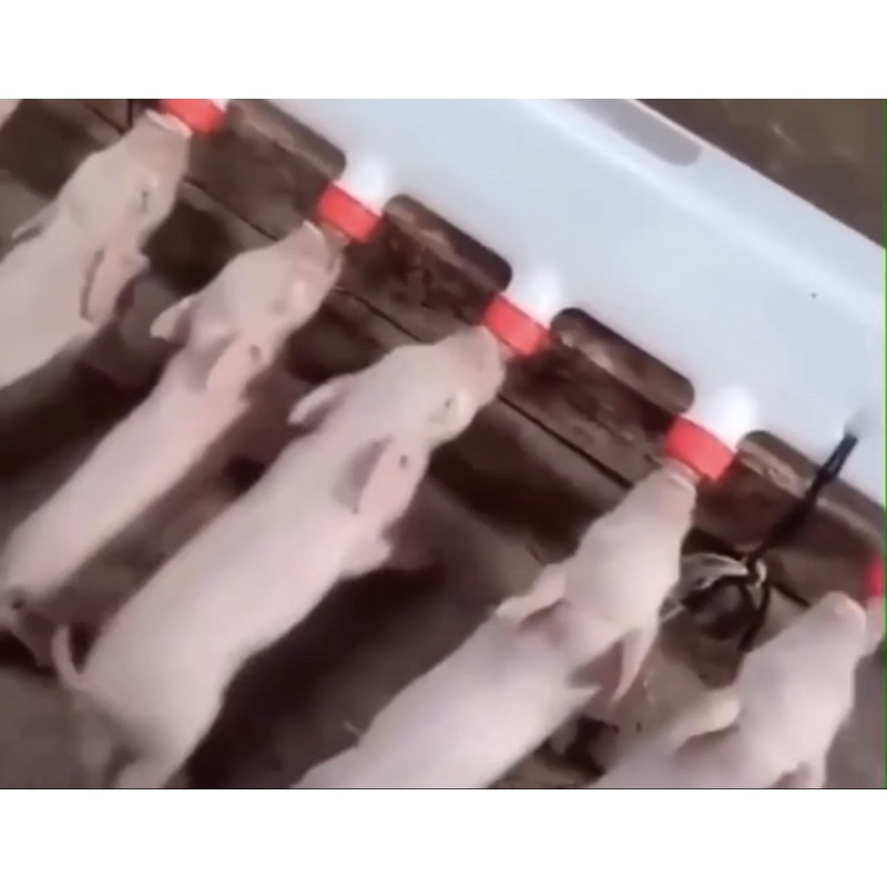 Bình bú sữa heo con, vú giả 6-9 núm cho lợn con dung tích 7- 10 lít