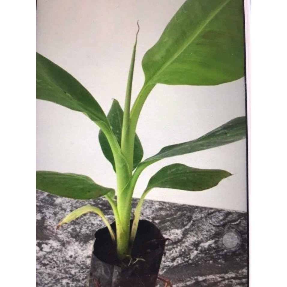 Giống cây chuối tiến vua
