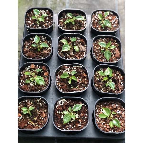 Cây hồng hạc- philodendron billietiae