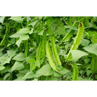 0GR - HẠT GIỐNG ĐẬU RỒNG