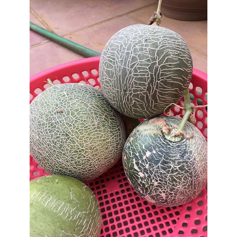 100H - Hạt Giống Dưa Lưới F1 TL3