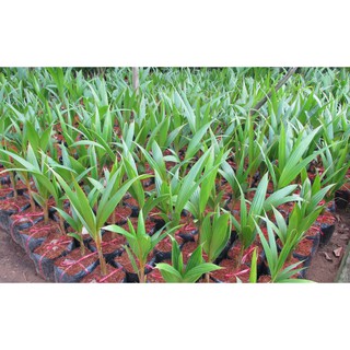 Cây Giống Dừa Sáp