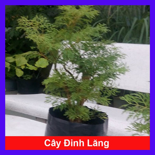 caykiengsadec - Cây Đinh Lăng - Cây cảnh sân vườn