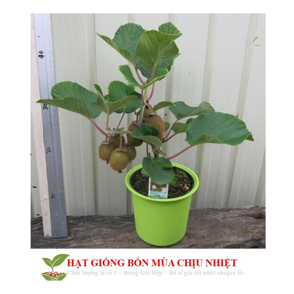 Hạt giống Kiwi lùn - Kiwi bonsai F1 ĐẾN MÙA TRỒNG TẾT