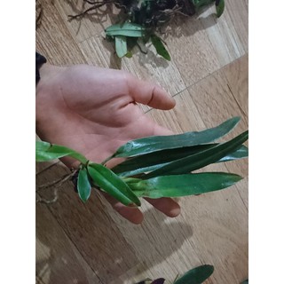 (Mới) Lan hài Trần Liên