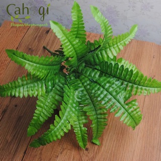 Dương Xỉ Vải Cỡ Trung 50cm