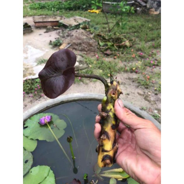 Củ hoa súng thái mini