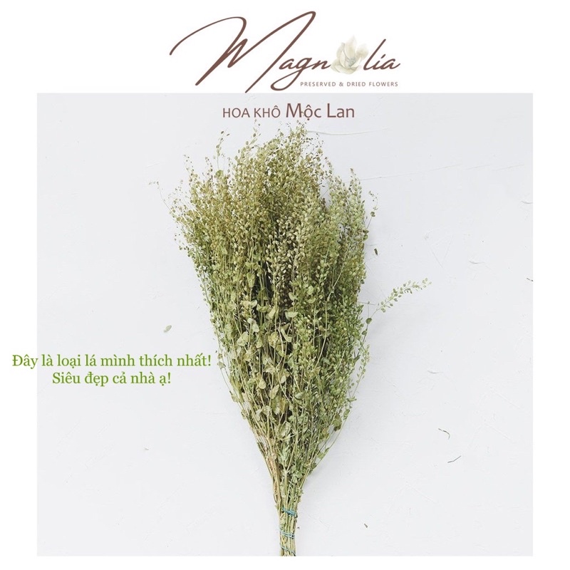 Hoa khô decor Bắc Âu ❤️FREESHIP❤️ Hoa khô Lepidium Pepper Grass chụp ảnh sản phẩm, trang trí nhà cửa
