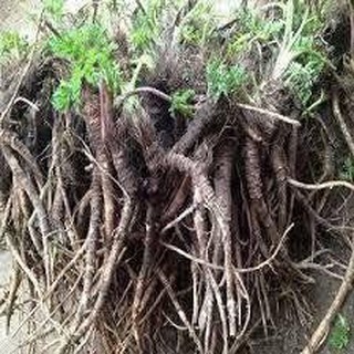 sâm đá tây bắc