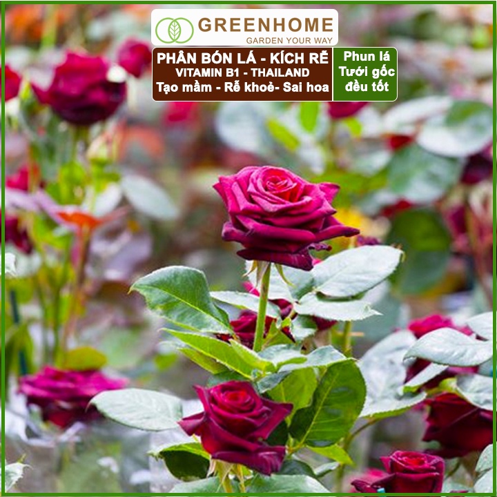 Phân kích rễ Vitamin B1, chai 500ml, Thái Lan, tạo mầm, rễ khoẻ, sai hoa |Greenhome
