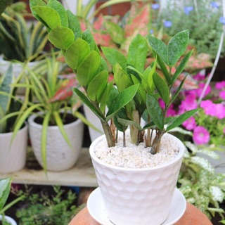 Chậu kim tiền để bàn