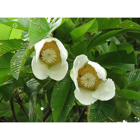 Giống cây sổ rừng