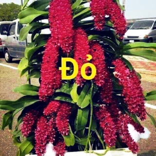 Ngọc điểm Thái đủ màu