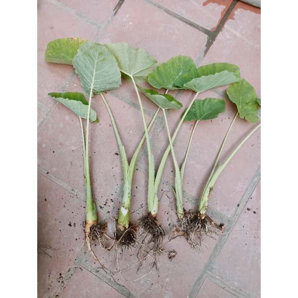 cây dọc mùng ( bạc hà) 40-60cm( không có bầu đất)