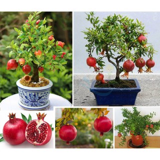 10 Hạt giống câu lựu lùn năng suất [CHẤT LƯỢNG]