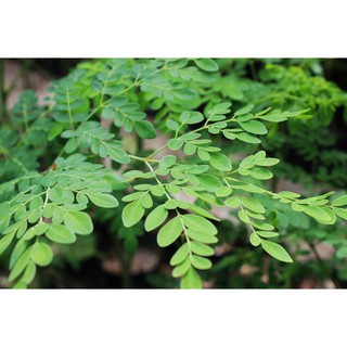 HẠT GIỐNG CÂY CHÙM NGÂY 5 HẠT